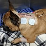 Small dog with a scare and monitoring devices on